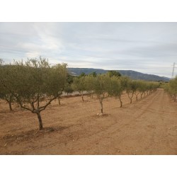 Venda - VALLS - Finca rustica amb oliveres